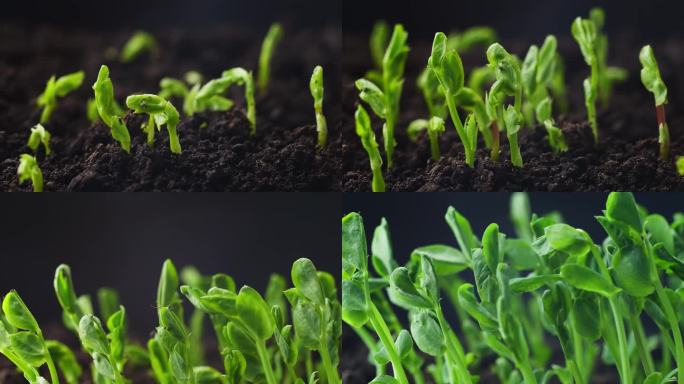 种子发芽 嫩芽破土 生机