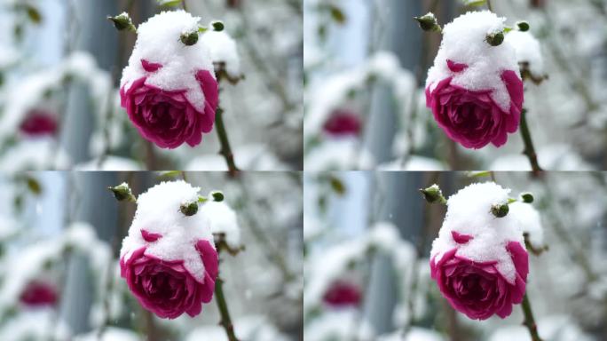 冬天大雪纷飞风雪中的玫瑰花