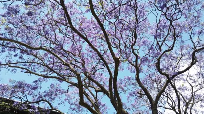 蓝花楹树，有大量的紫色花朵