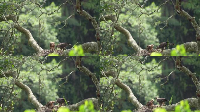 爪哇鹰的母亲正在教她的幼崽如何吃她捕获的鲜肉