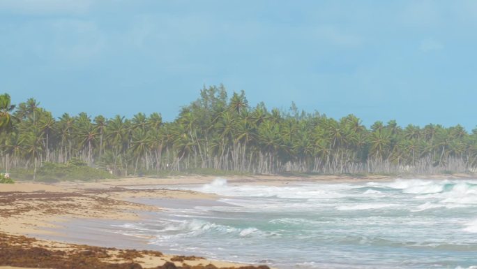 大型野生热带海滩的全景，沙滩上有海藻。岸边有茂密的棕榈树和蓝绿色的海浪。地球上最好的未受破坏的野生动