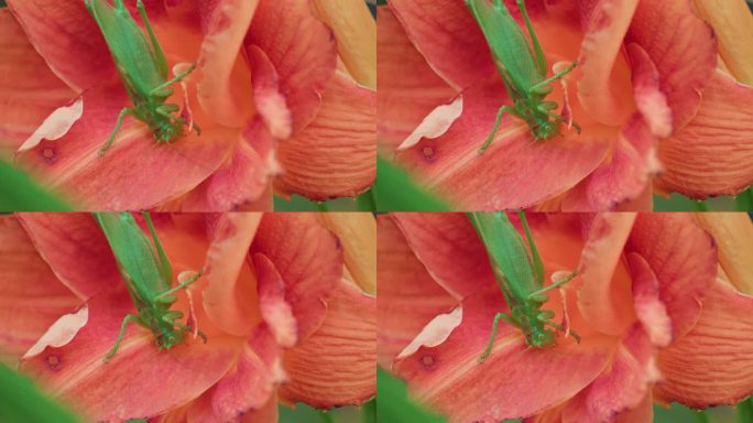 一只绿色的大蚱蜢正在吃一朵粉红色的花。
