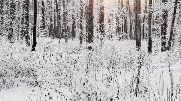 霜冻的冬日公园里夕阳西下，树枝上挂满了雪花，雪花缓缓地飘落，寂静而寂静