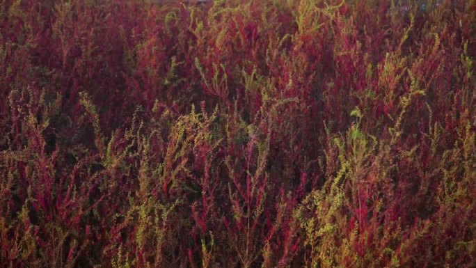 粉红色草本海苔(Suaeda marima)或草本海苔和一年生海生生物在盖特戈尔生态公园