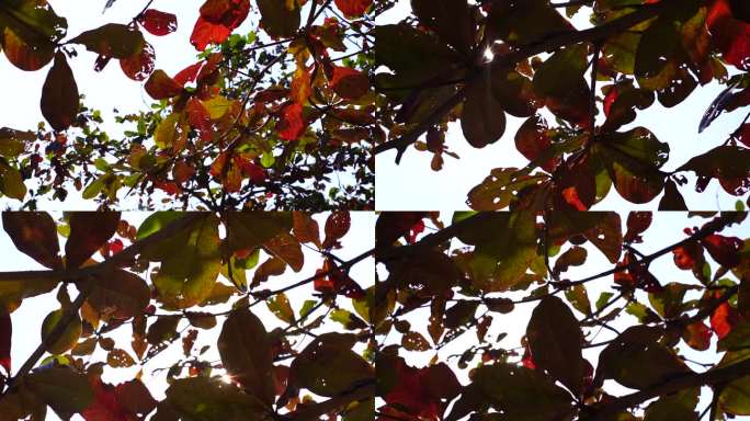仰拍树叶仰望树林仰视树枝冬天的红树叶落叶
