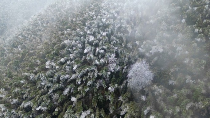 梅岭雪山冰冻竹林冰碴子