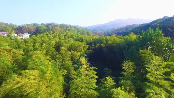 茂密的森林航拍空镜1