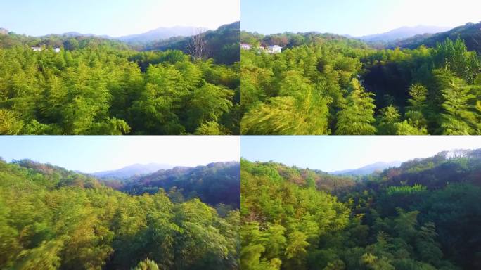 茂密的森林航拍空镜1