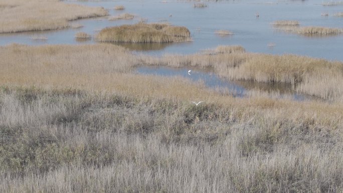 实拍博斯腾湖 航拍湿地水鸟