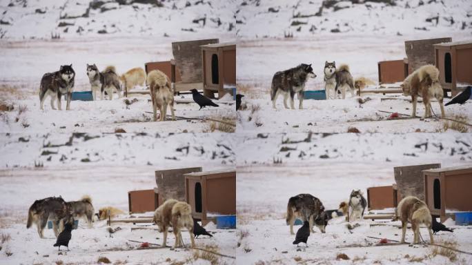 雪橇狗为了肉与渡鸦搏斗