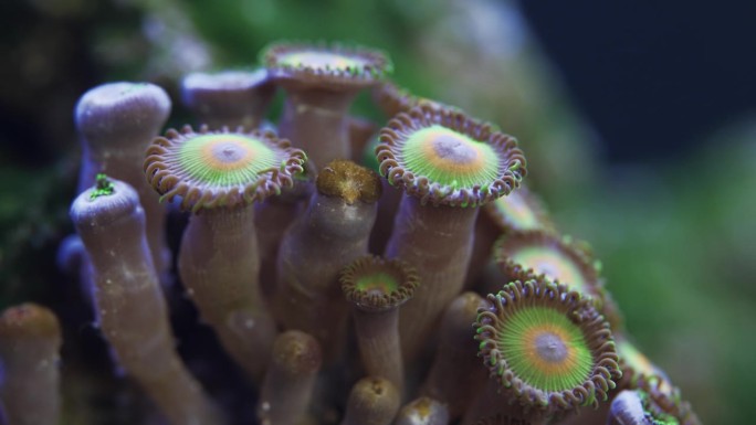 海水水族箱中珊瑚虫的微距详细拍摄