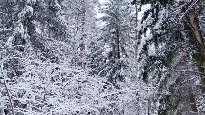 毛绒绒的树枝被白雪覆盖，大自然的景色带着皑皑白雪和寒冷的天气。冬季森林的降雪