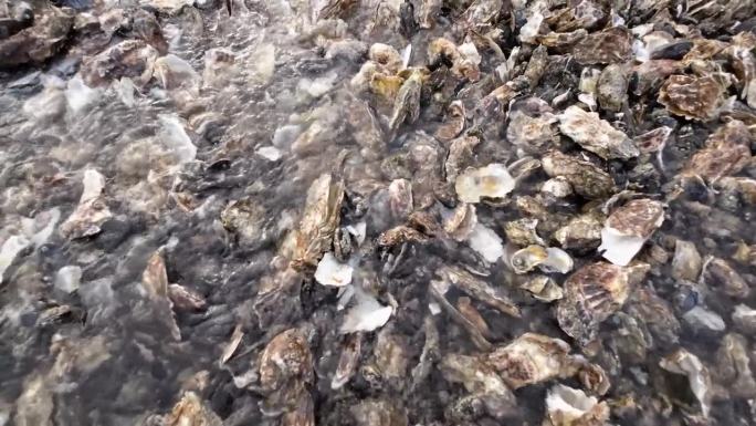 北海瓦登海的野生牡蛎床