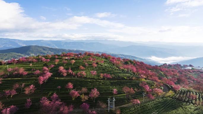 (延时）无量山樱花谷