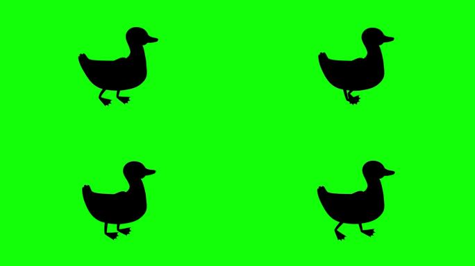 在绿色背景上行走的鹅剪影动画。4K