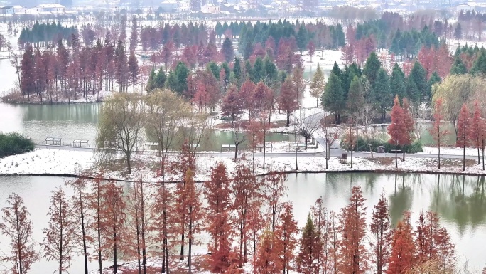 航拍湿地公园雪景树林湖岛木屋鸟类杉树木