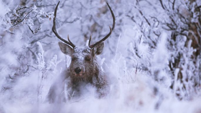 长白山马鹿在风雪中休息