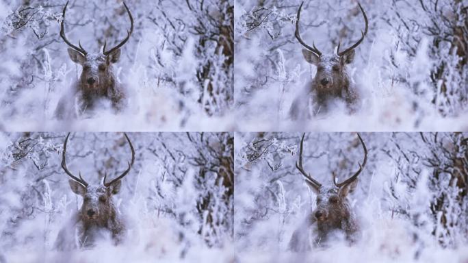 长白山马鹿在风雪中休息