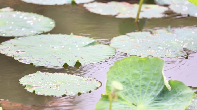 台儿庄区运河湿地公园荷花盛开