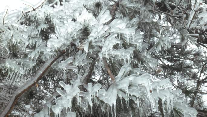 森林雾凇雪景冰雕素材视频