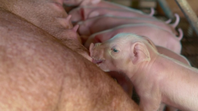 许多刚出生的小猪在妈妈的乳汁上睡觉，猪妈妈喂小猪，4k，家畜