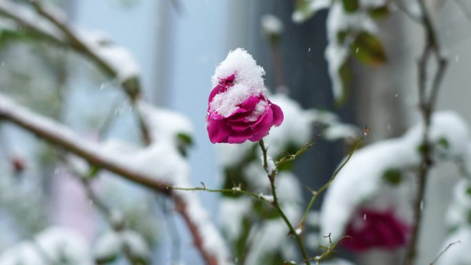 冬天大雪纷飞风雪中的玫瑰花