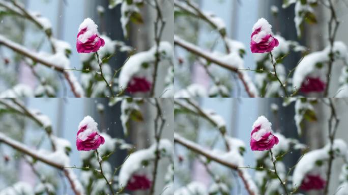 冬天大雪纷飞风雪中的玫瑰花