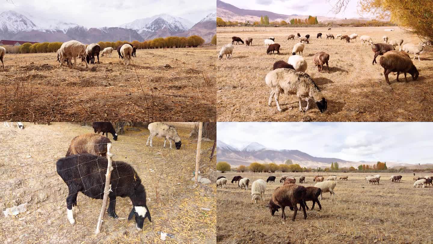 高原雪山脚下散养羊群