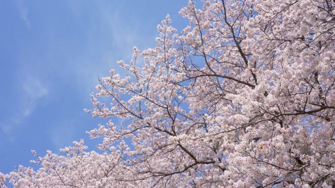 翻拍樱花盛开的4K视频