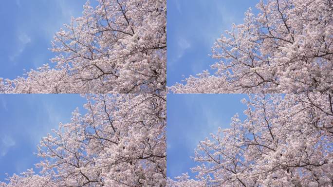 翻拍樱花盛开的4K视频