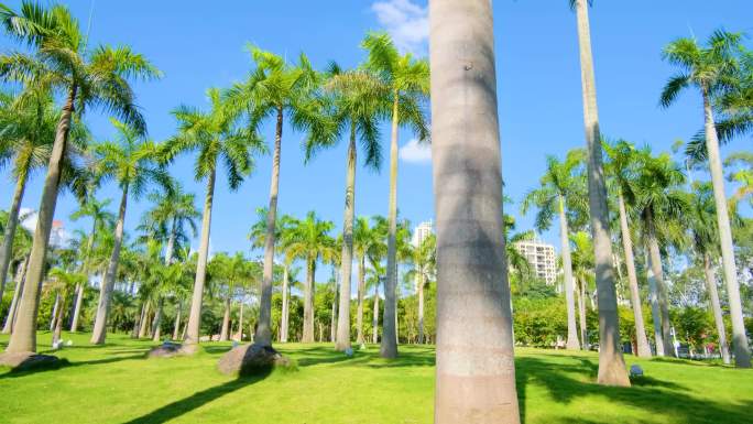 热带植物草坪山坡棕榈树林大王椰子树