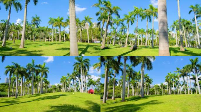 热带植物草坪山坡棕榈树林大王椰子树
