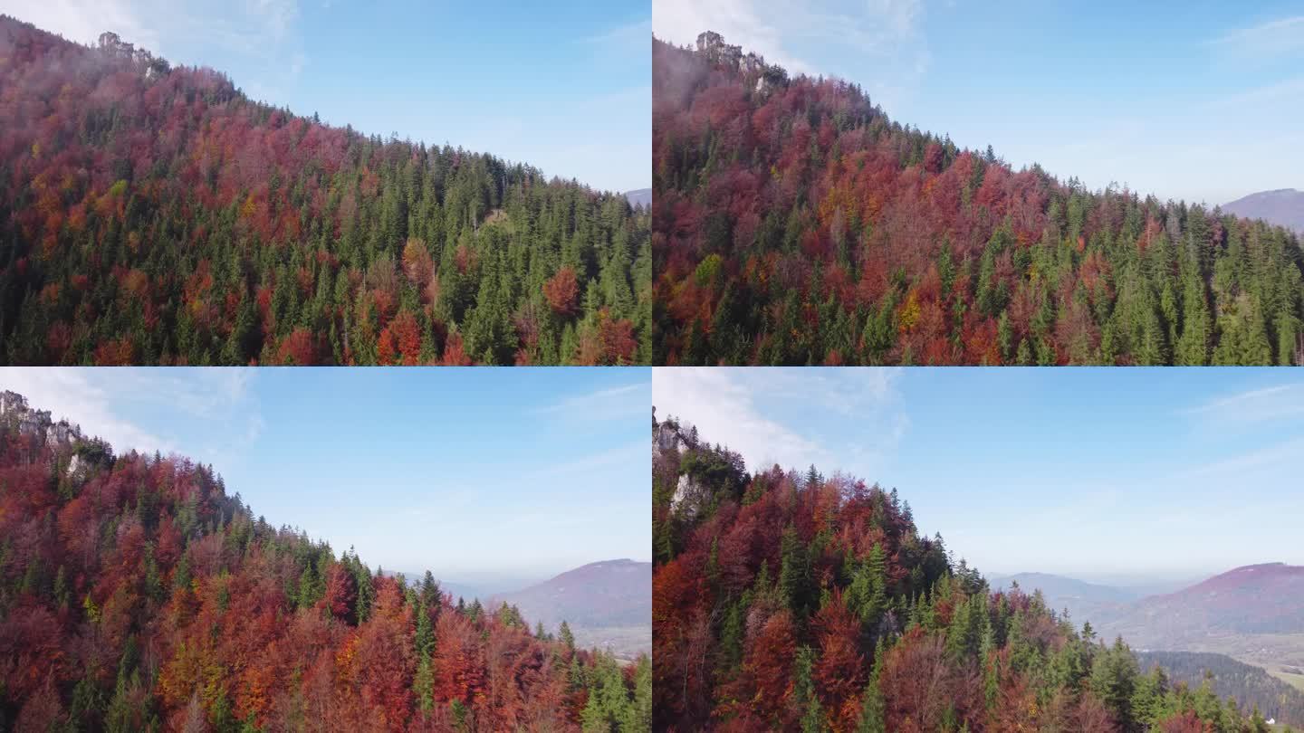 低空飞越混交林的树木，秋天五颜六色的树木，落叶和针叶树。
