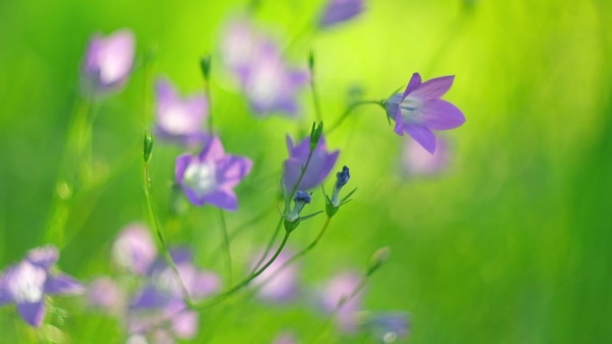 高山草甸。紫铃花摇曳。奇幻的自然背景。金色的小时。夕阳柔光。夏日童话草坪。感觉自由和快乐。温暖的日子