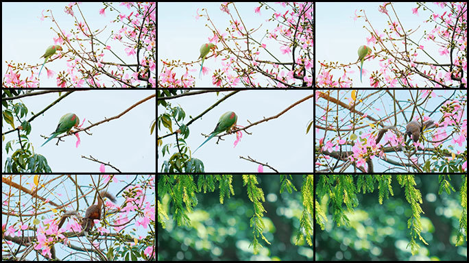 亚历山大鹦鹉在开花的树上觅食和谐自然4K