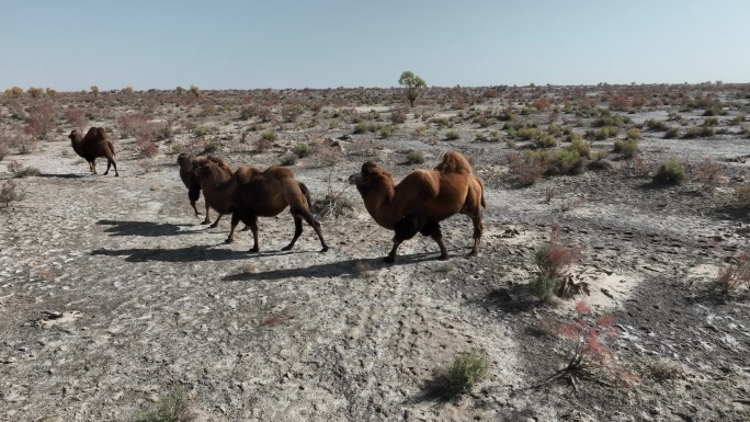 新疆骆驼航拍