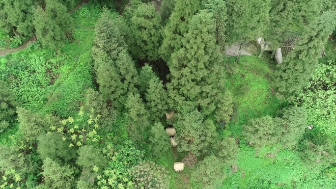 盐马古道-茶马古道航拍树林背夫行走