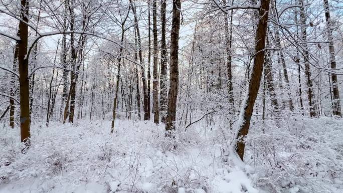 霜冻的冬日公园里夕阳西下，树枝上挂满了雪花，雪花缓缓地飘落，寂静而寂静