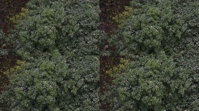 雪天俯视雪飘落在大树上