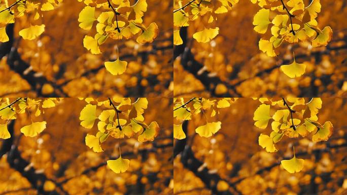秋天的风景银杏树黄叶001