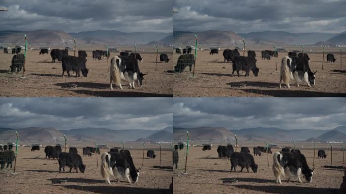 4K30帧石卡雪山下的草甸上牦牛吃草全景
