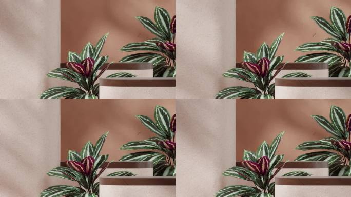 木材和水磨石平台无缝阴影动画循环与棕色墙和卡拉苔植物，3d视频渲染场景模型