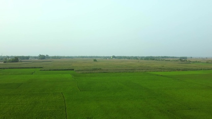 珍珠谷子农场美丽的风景广阔的视野在印度的田野。无人机拍摄的印度西孟加拉邦的农田。