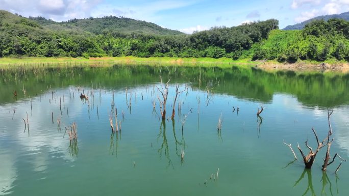 属自由漂浮的水生植物，在池塘表面覆盖着一层绿色