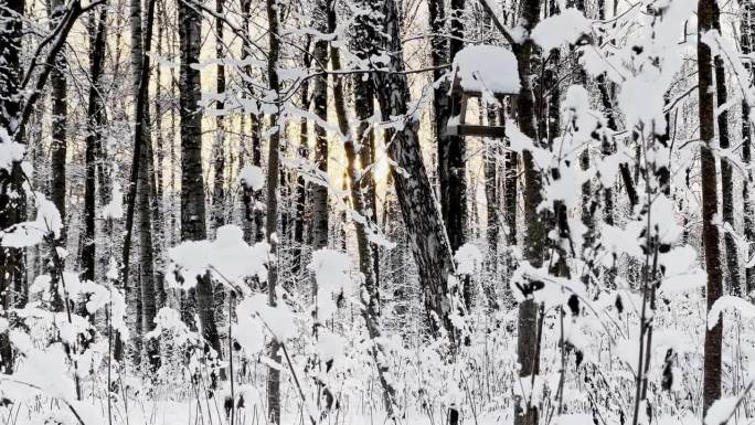 霜冻的冬日公园里夕阳西下，树枝上挂满了雪花，雪花缓缓地飘落，寂静而寂静