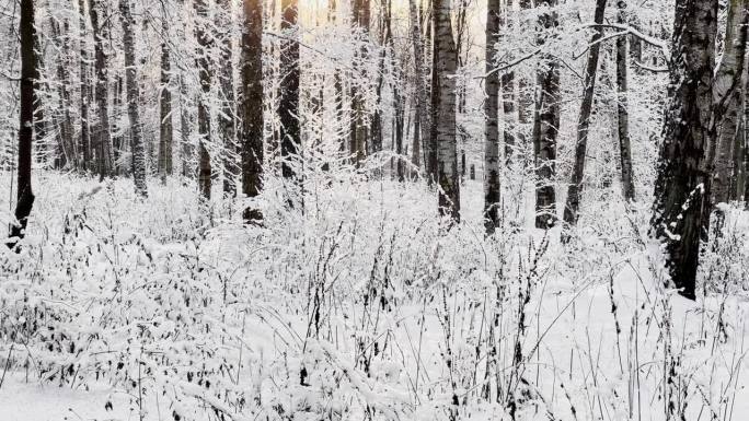 霜冻的冬日公园里夕阳西下，树枝上挂满了雪花，雪花缓缓地飘落，寂静而寂静