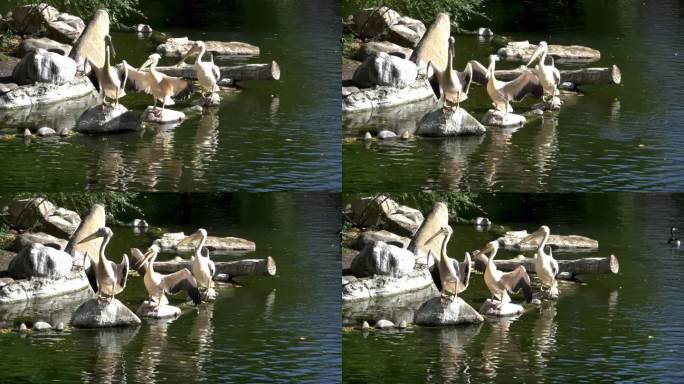 在池塘附近的岩石上晒太阳的赤角蜥蜴。一群白色达尔马提亚鹈鹕。