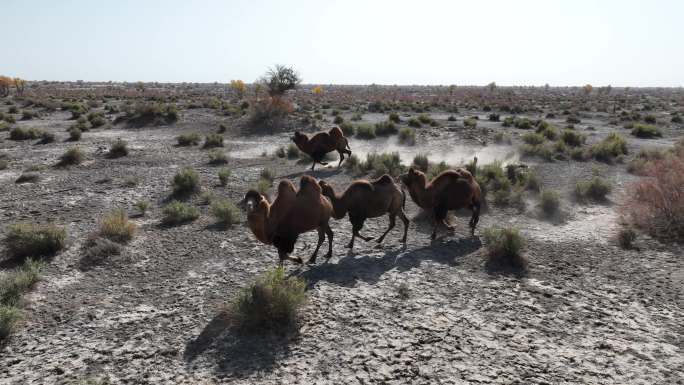 新疆南疆骆驼航拍
