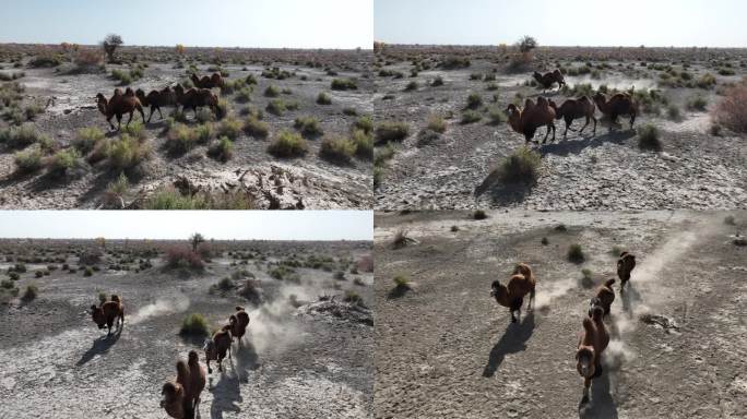 新疆南疆骆驼航拍