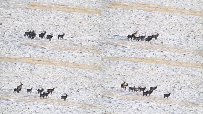 东北马鹿在雪地上行走